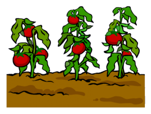 Garden_9